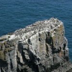 Sea stack with guillemots
