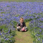Gracie in the bluebells