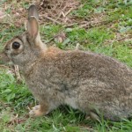 Sandy, our friendly wild garden rabbit.