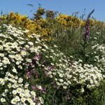 A Pembrokeshire wildflower hedge in June with dog daisies, gorse, pink campion and foxglove