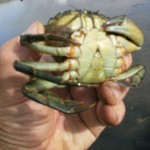How to hold a crab