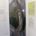 See Milford Haven’s Mammoth tusk, dug locally
