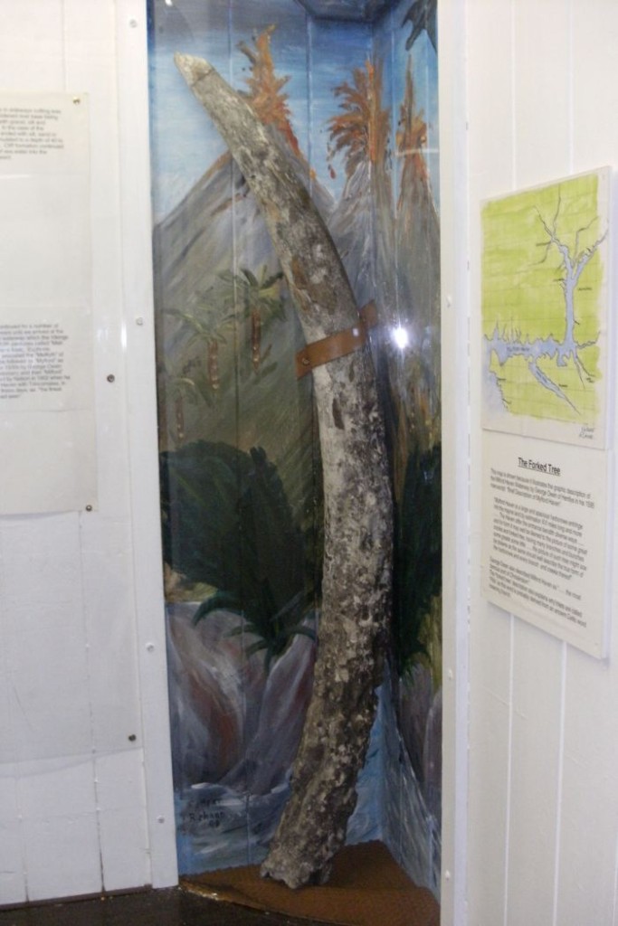 See Milford Haven’s Mammoth tusk, dug locally