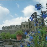 Blue Bells at Carew castle